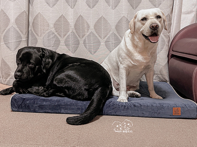 LIFEAPP舒弧墊-迪家拉拉 迪弟 KiKi RiRi