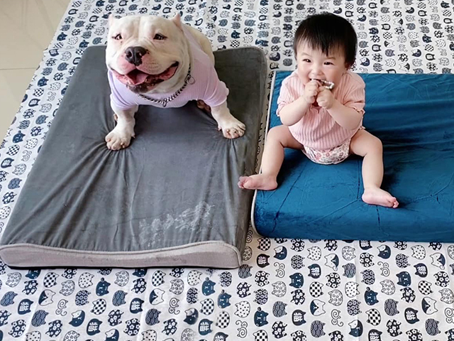 LIFEAPP-內有惡霸-小心被萌