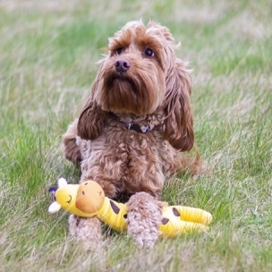 英國ROSEWOOD ECO環保系列 -長頸鹿