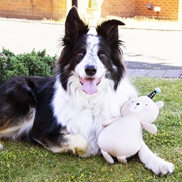 英國 Rosewood 玩具系列 -Pippa Party Bear