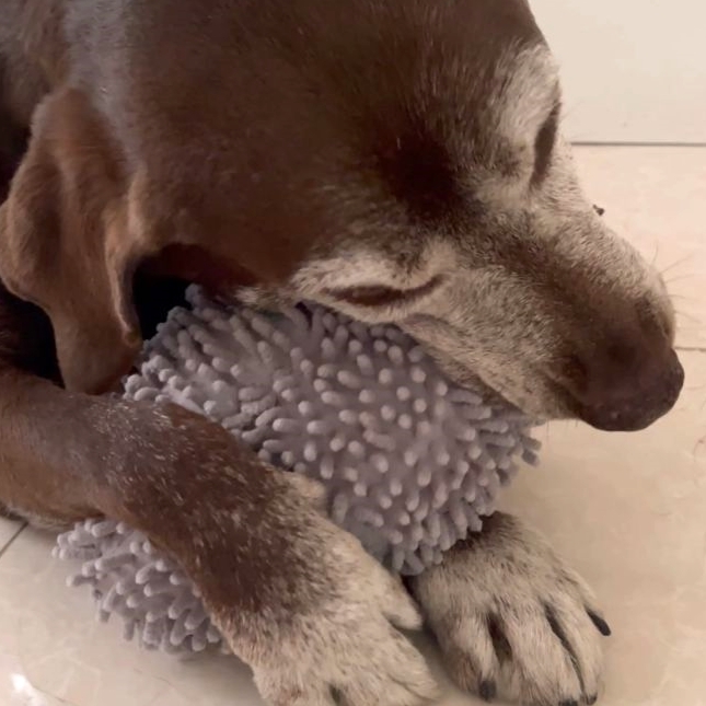 英國ROSEWOOD 玩具系列 -Hedgeghog