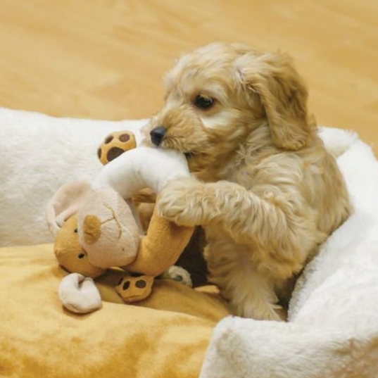 英國ROSEWOOD 玩具系列 -Cuddle Plush Ring