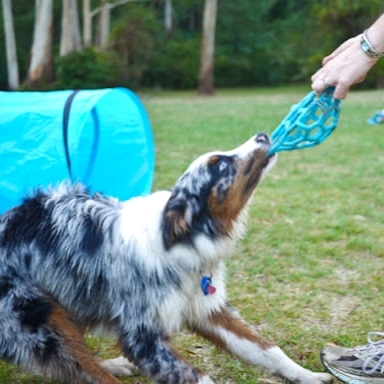 Rosewood 橡膠玩具系列 - Lattice Rugby Ball (顏色隨機)
