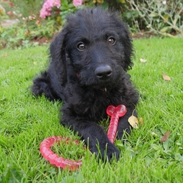 英國Rosewood BioSafe抗菌玩具系列 - 骨頭 (藍色/粉紅色)