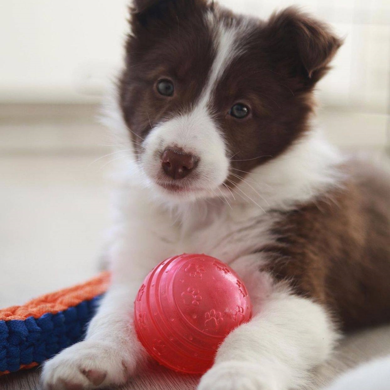英國 Rosewood Biosafe  抗菌玩具系列 - 波波 (藍色/粉紅色)