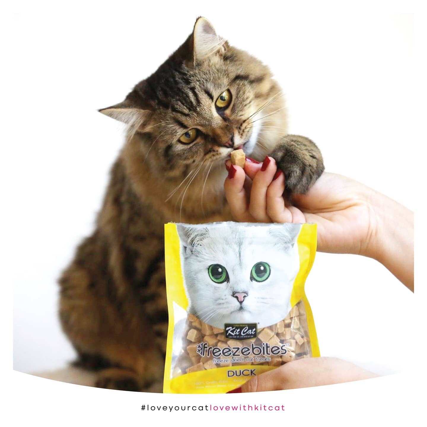 Kit Cat 低溫凍乾小食