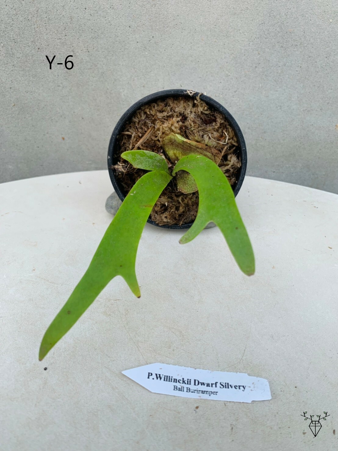 Platycerium willinckii 'Silvery dwarf' 侏儒爪哇