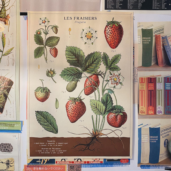 草莓Strawberries 包裝紙/海報 ｜美國 Cavallini & Co