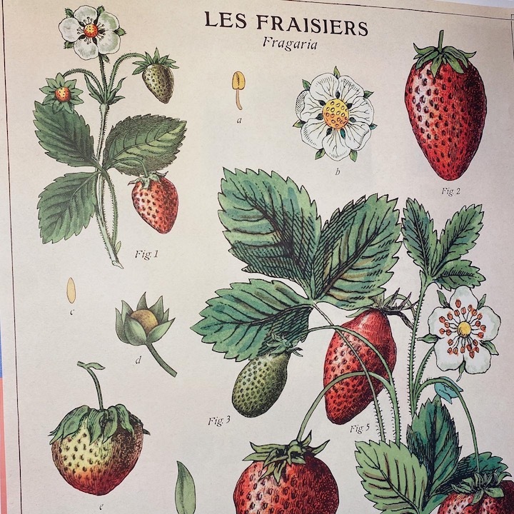 草莓Strawberries 包裝紙/海報 ｜美國 Cavallini & Co