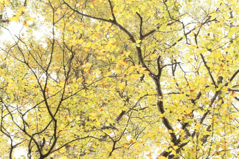 莫代爾由山毛櫸製成，將木材打成木漿後重新加工成絲線。