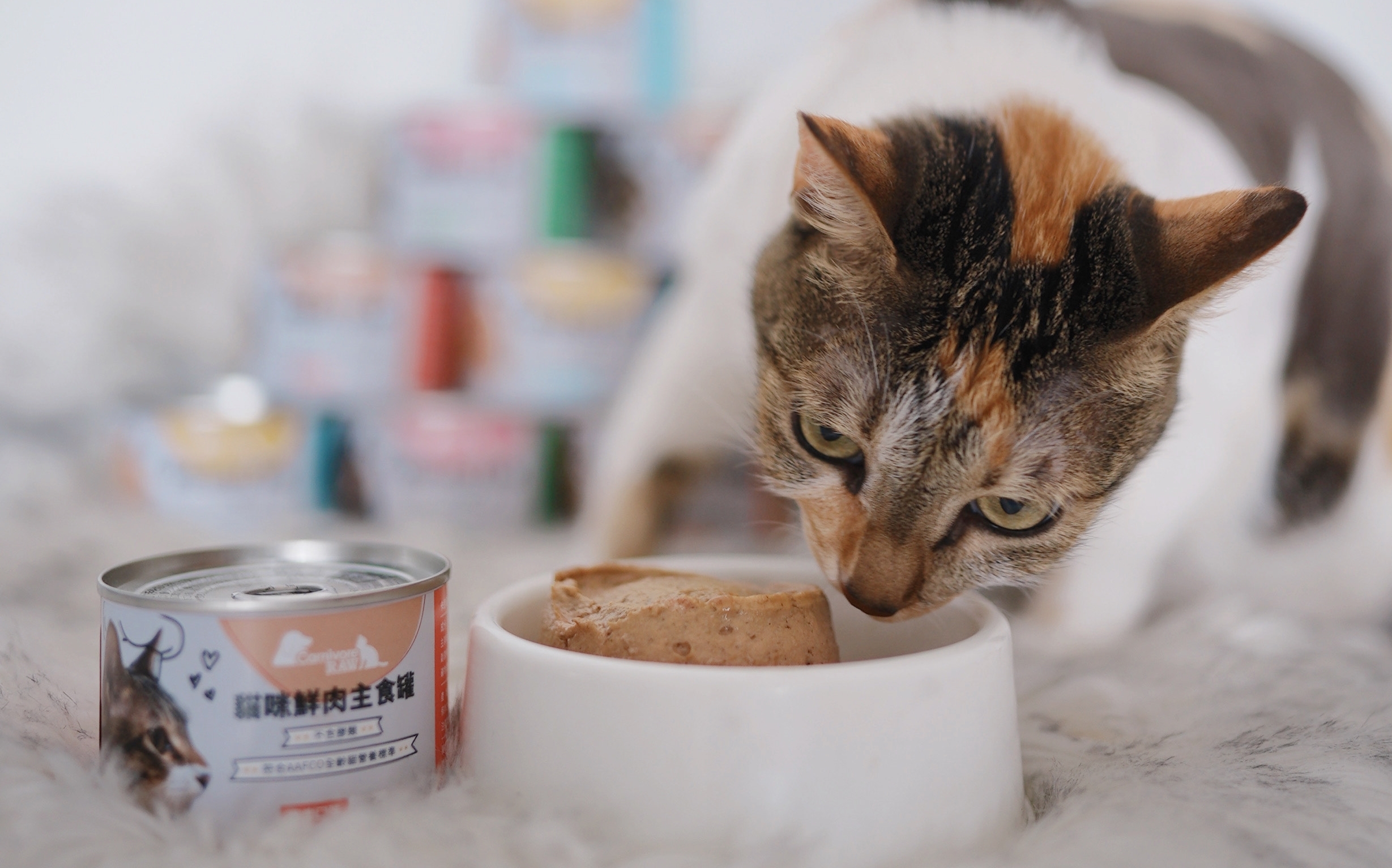 三花貓吃卡尼主食罐
