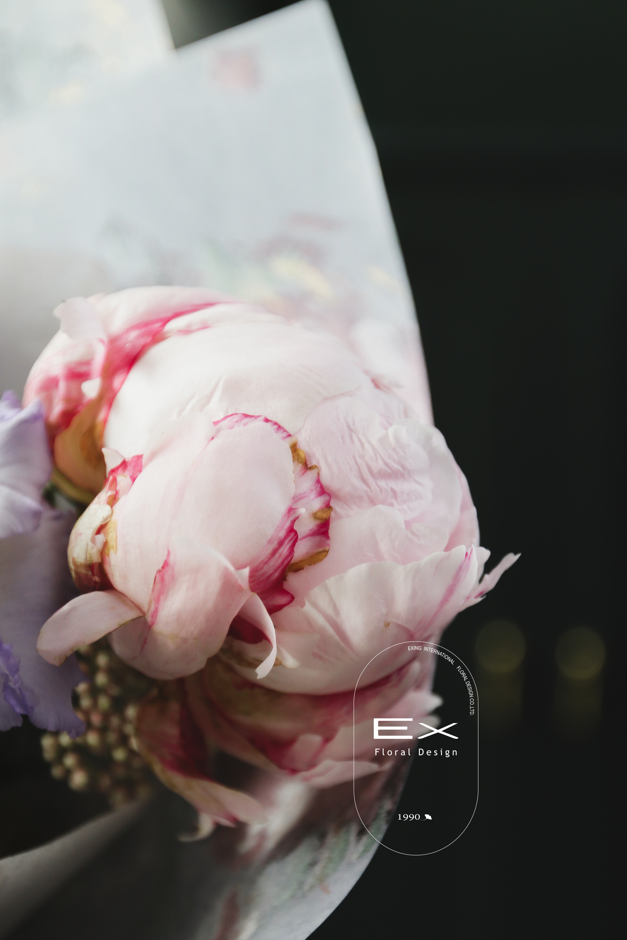 荷蘭莎拉粉芍藥 牡丹花