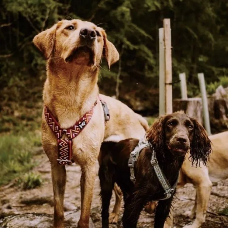 芬蘭 Hurtta - Razzle Dazzle 胸背帶