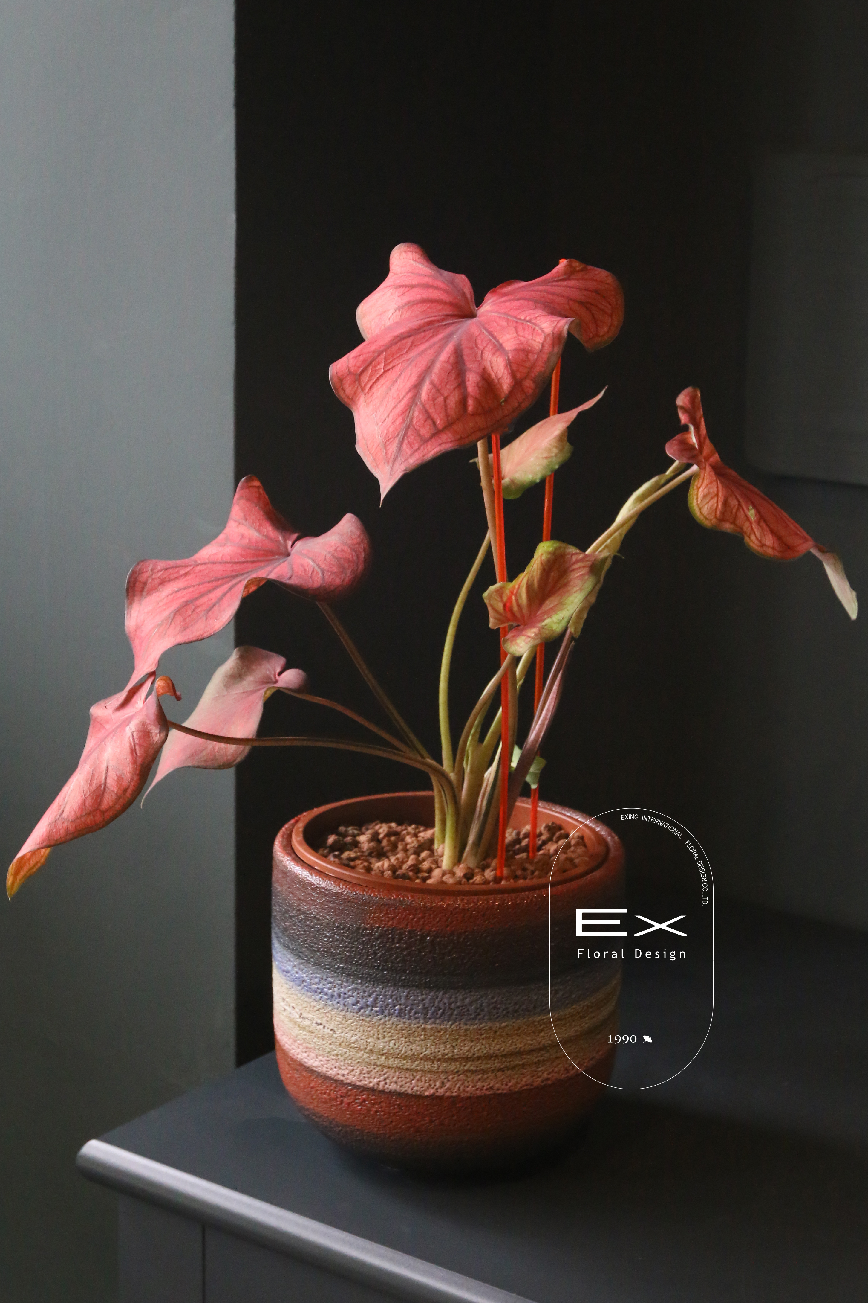 沙漠落日 ｜ 觀葉植物