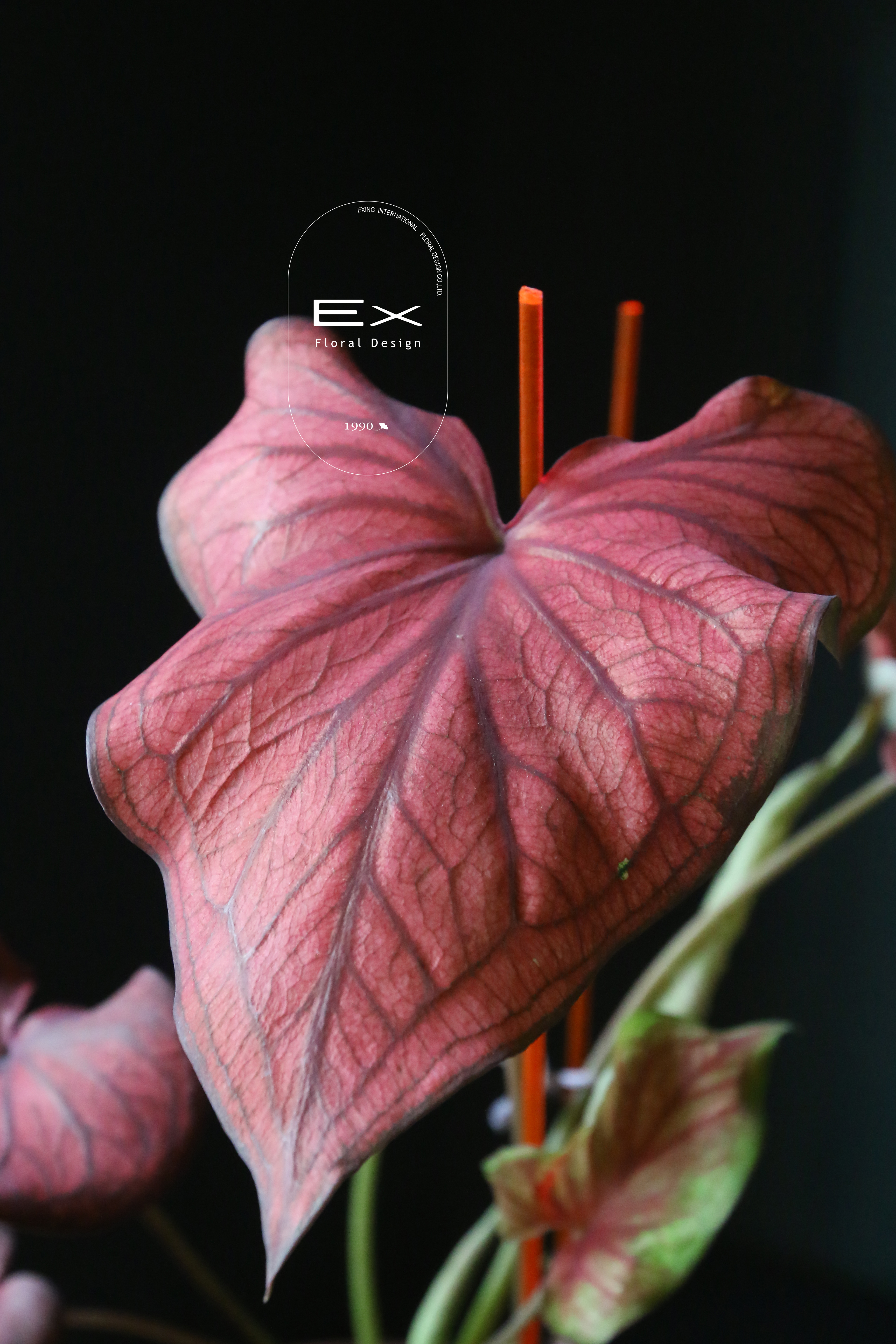 沙漠落日 ｜ 觀葉植物