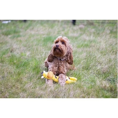 Rosewood Eco環保玩具系列 長頸鹿