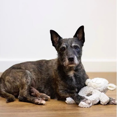 Rosewood Aromadog 玩具系列 小羊環