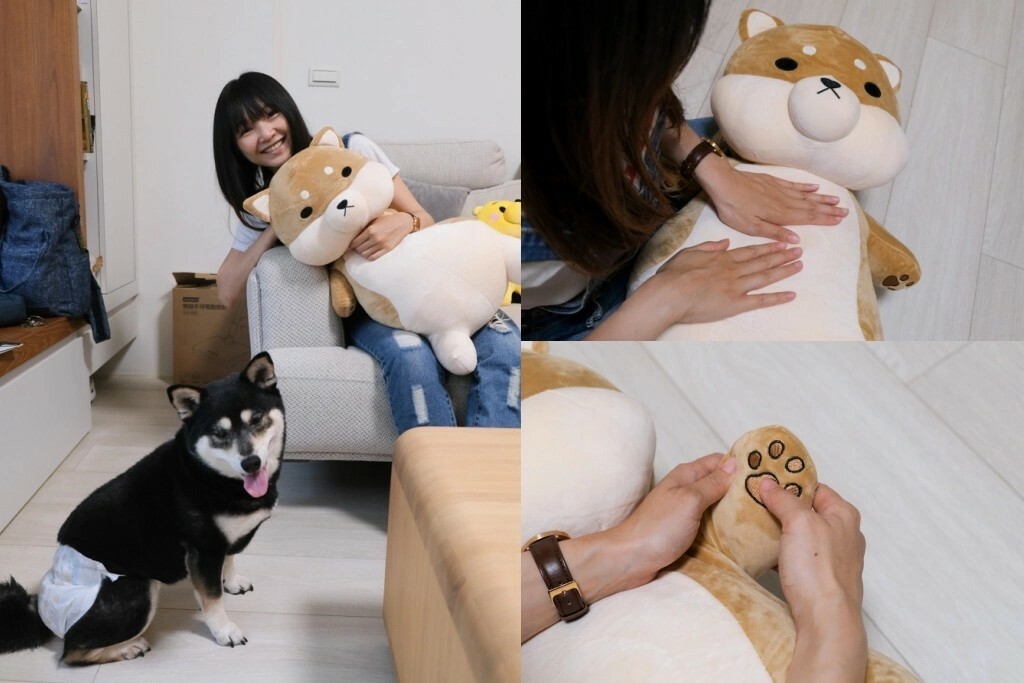 黛西優齁齁推薦傲嘟嘟の柴之助，超療癒，送禮超討喜