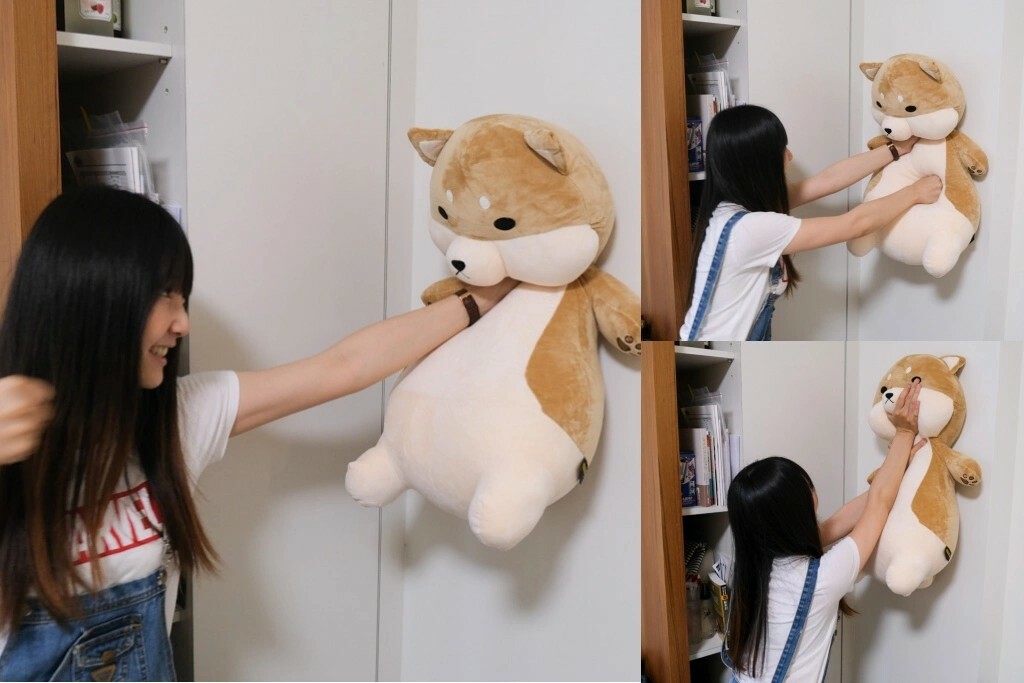 黛西優齁齁推薦傲嘟嘟の柴之助，超療癒，送禮超討喜