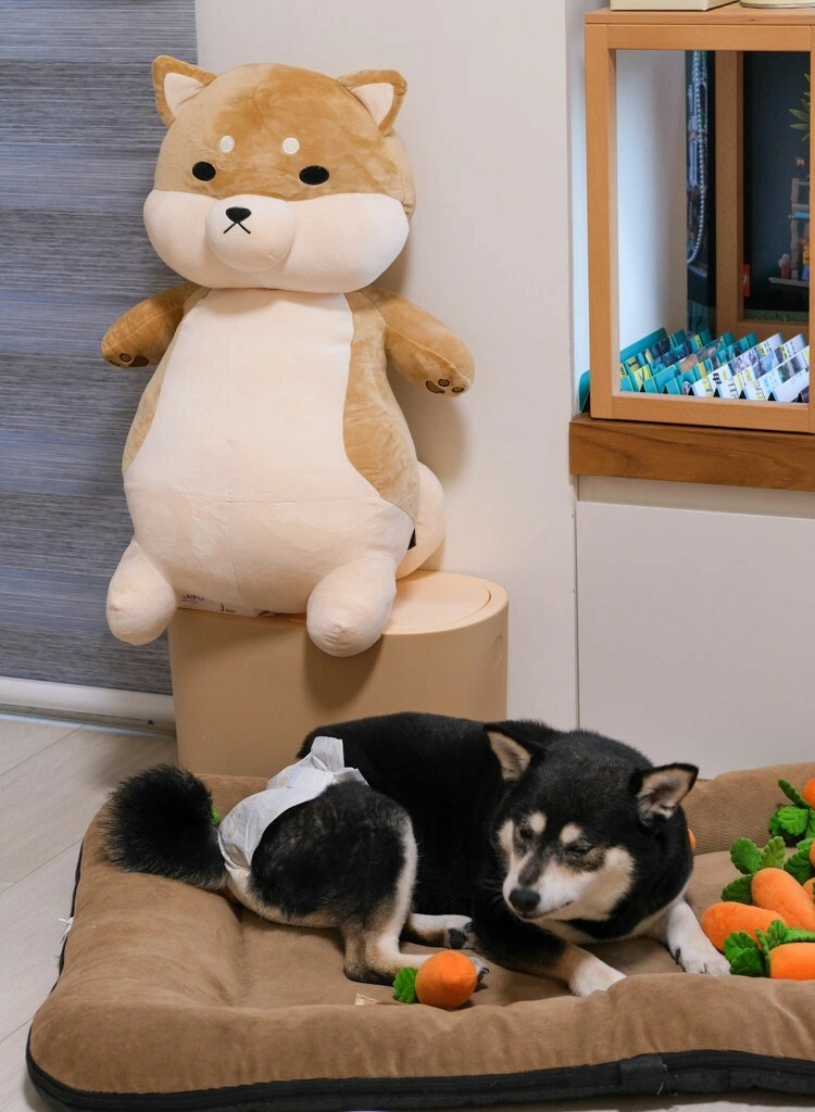 黛西優齁齁推薦傲嘟嘟の柴之助，超療癒，送禮超討喜