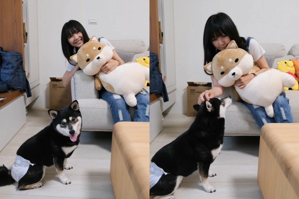 黛西優齁齁推薦傲嘟嘟の柴之助，超療癒，送禮超討喜