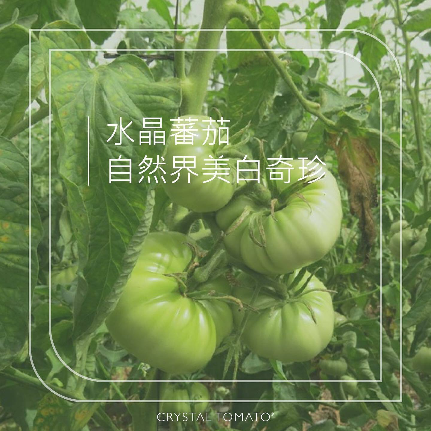 Crystal Tomato - 全新升級版Crystal Tomato® 水晶蕃茄美白丸30日