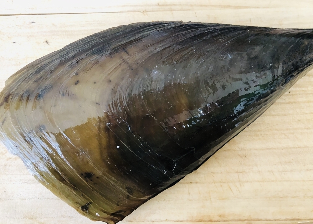 平貝 約700-800g/隻