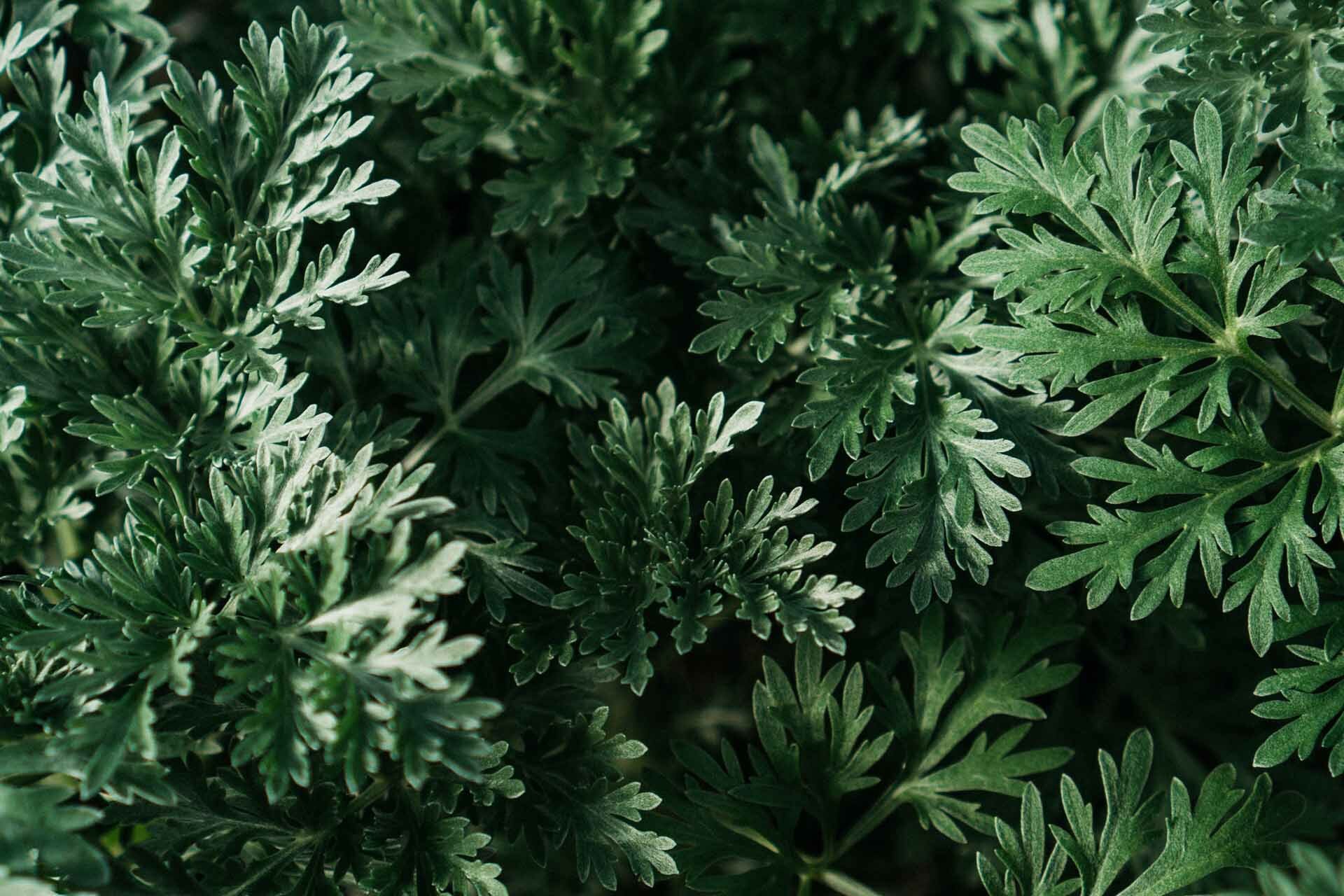 香草有驅蚊避邪功能