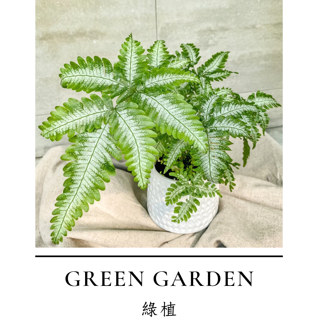 花束｜桌花｜綠植訂購