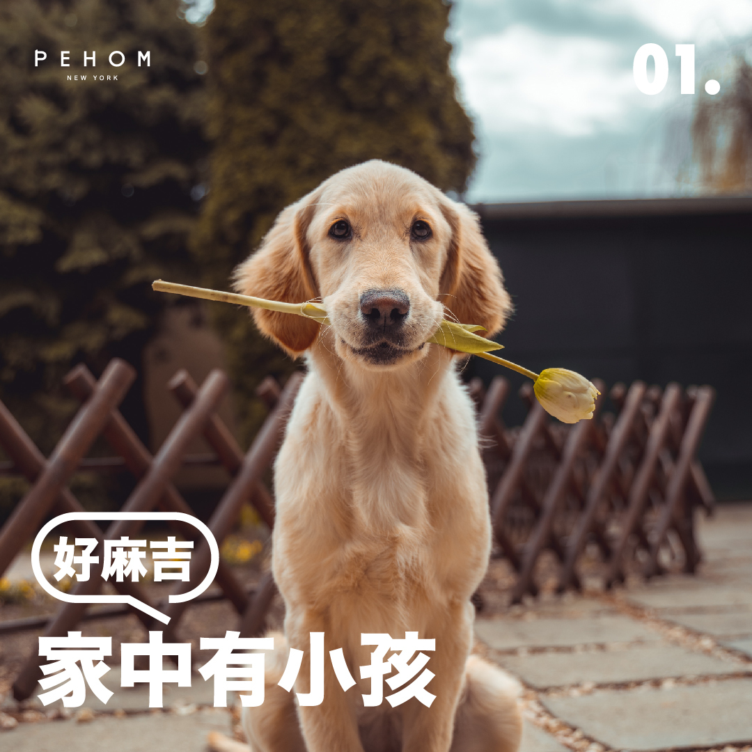 嗨，你也想養狗狗嗎？