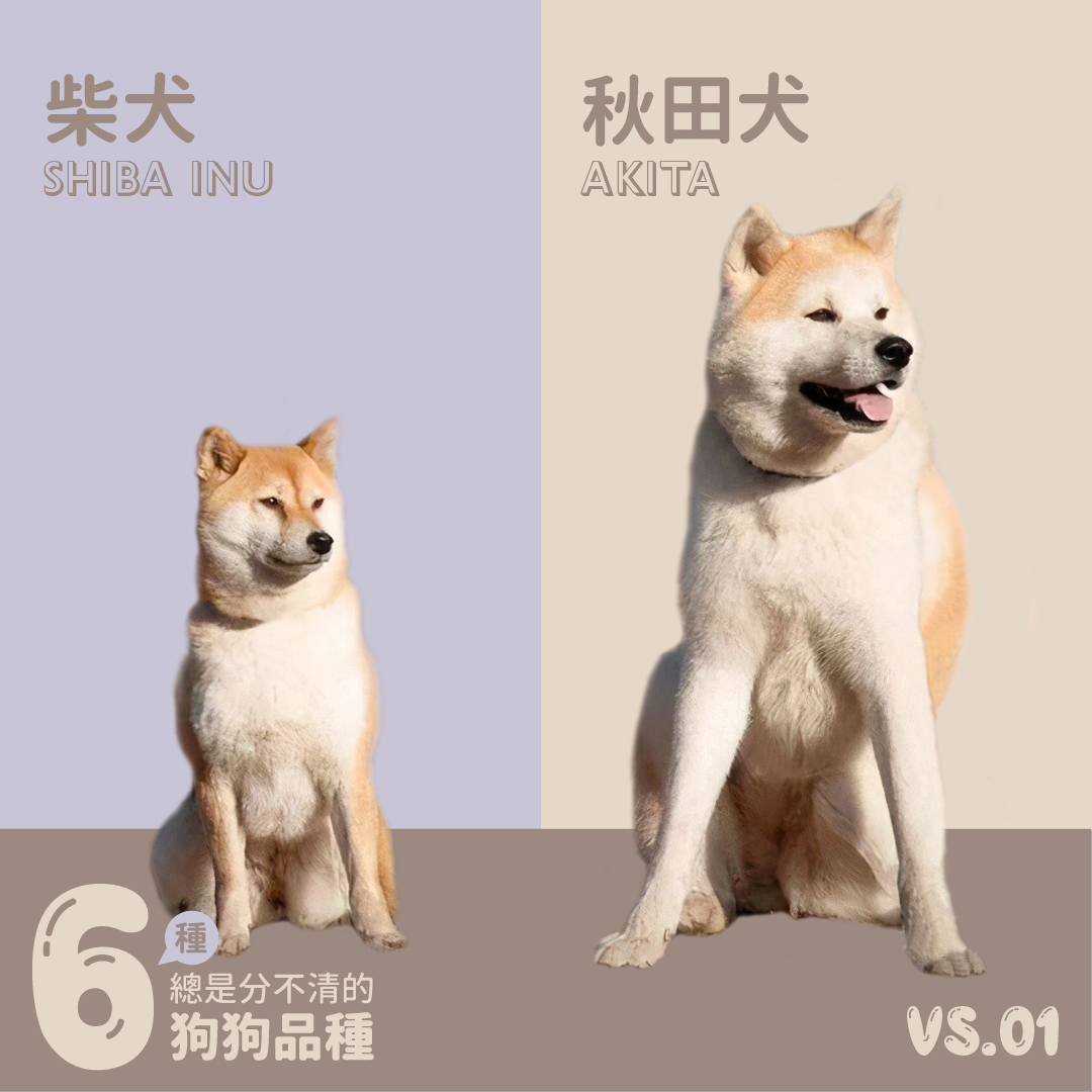 不要再叫我柴犬！6種總是讓你分不清的狗狗品種