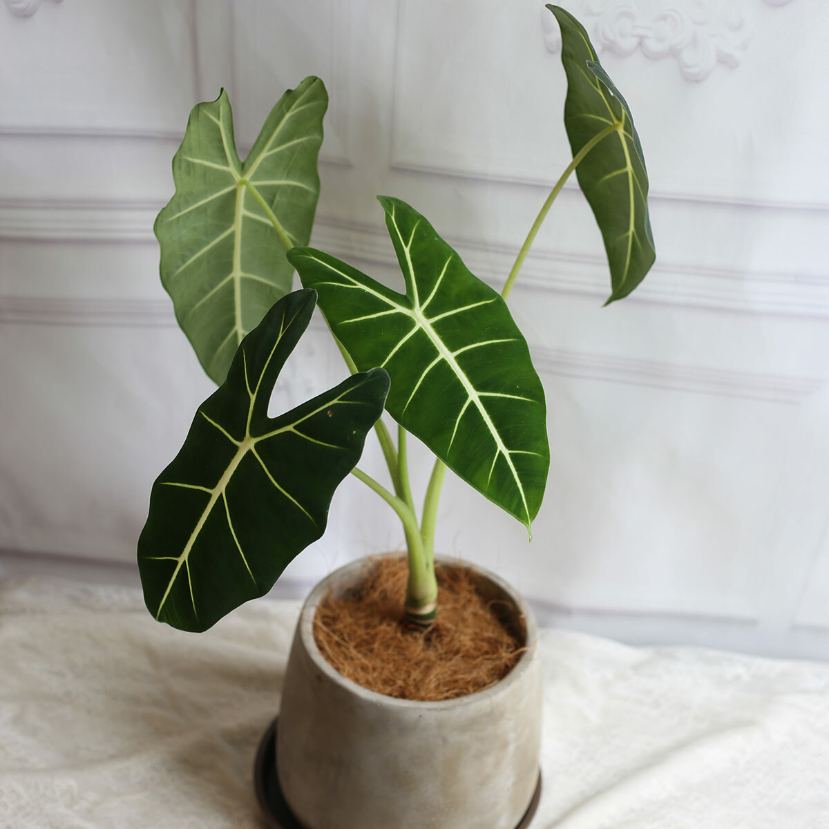 PD102｜絨葉觀音蓮水泥盆