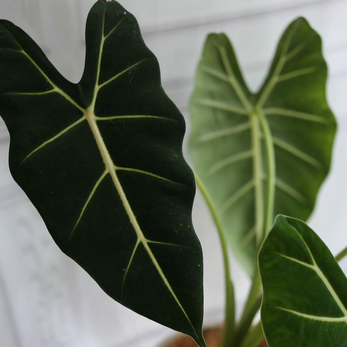 PD102｜絨葉觀音蓮水泥盆