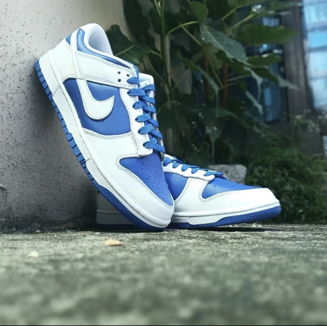 Nike Dunk Low Kentucky 肯塔基藍