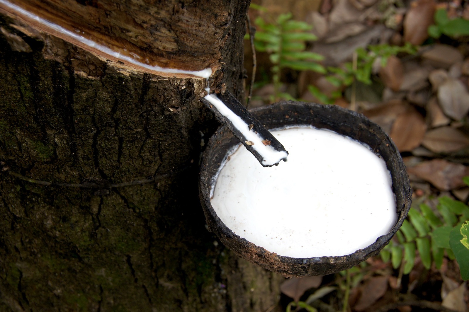 收集橡樹表皮上天然汁液