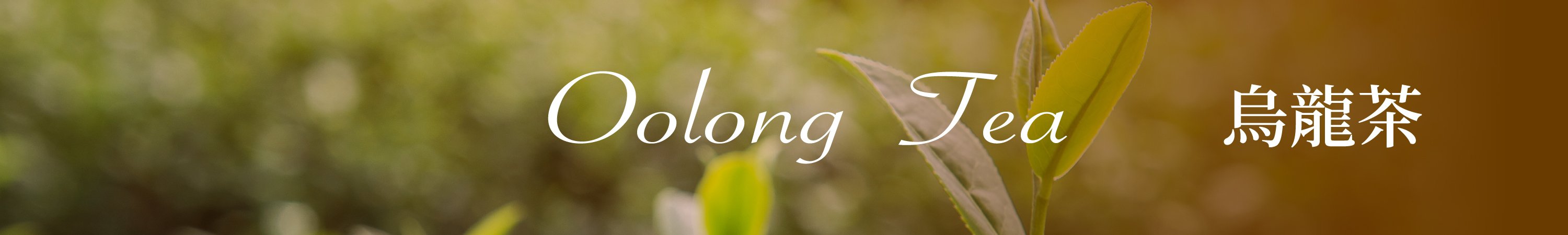 oolong-tea