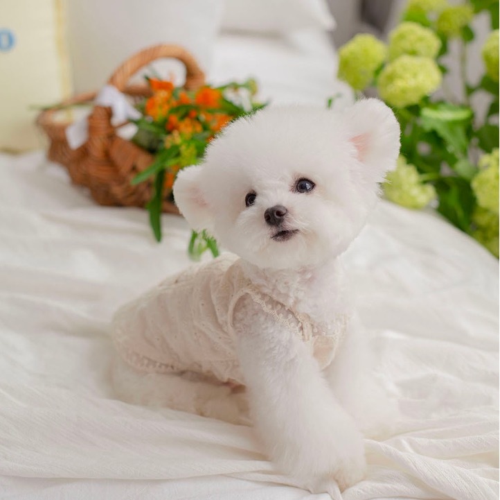 OPAAAP 摯愛蕾絲上衣