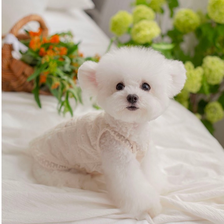 OPAAAP 摯愛蕾絲上衣