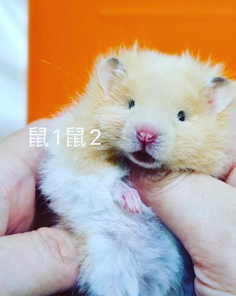 Cream hamster