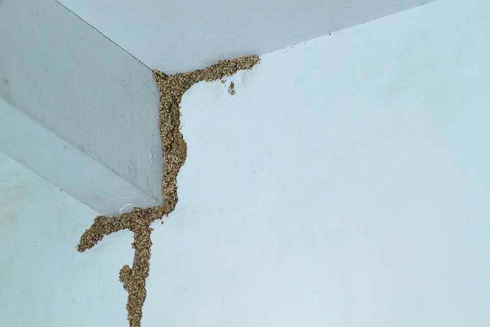 下雨天出現的大水螞蟻該如何解決？對付白蟻方法懶人包