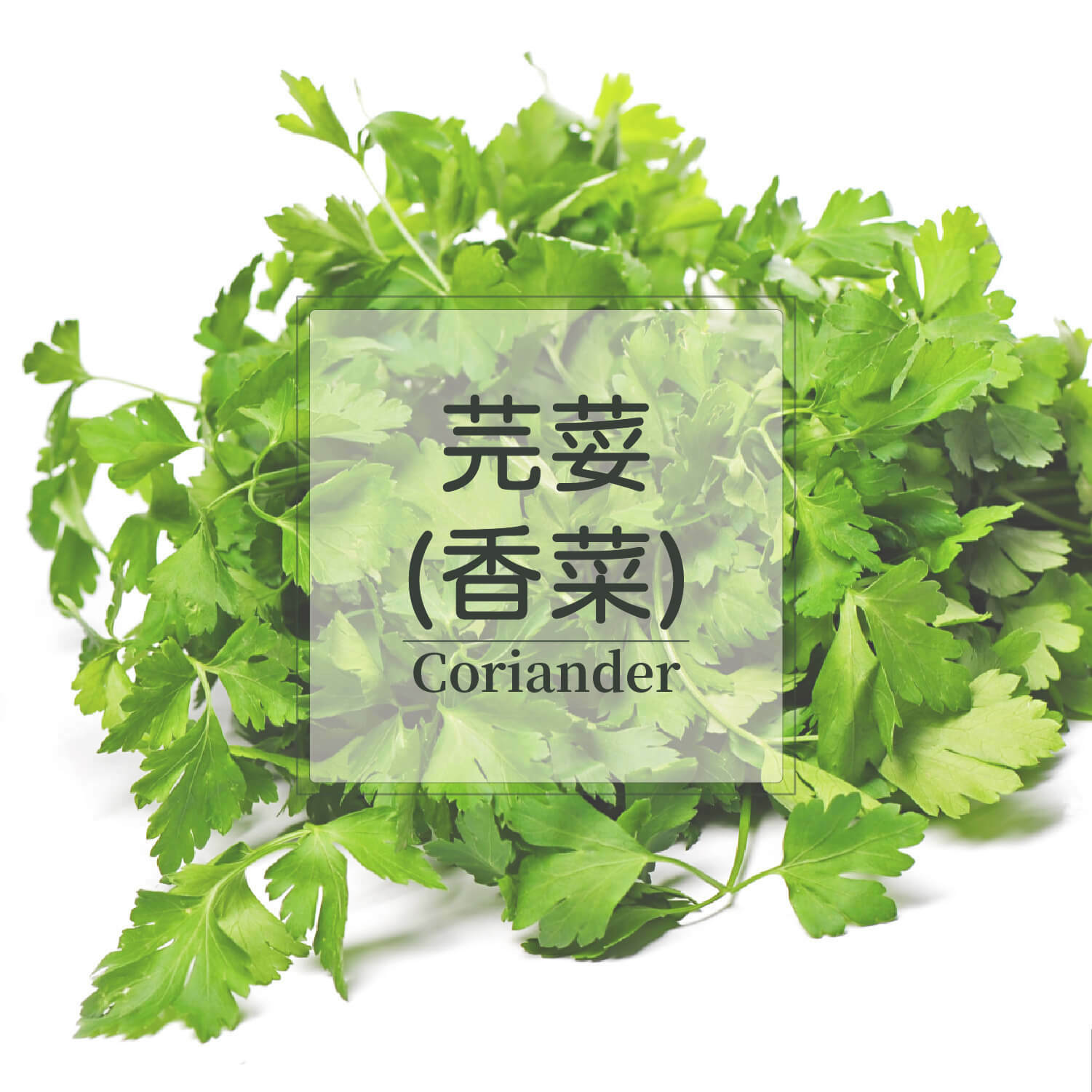 芫荽(香菜)種子