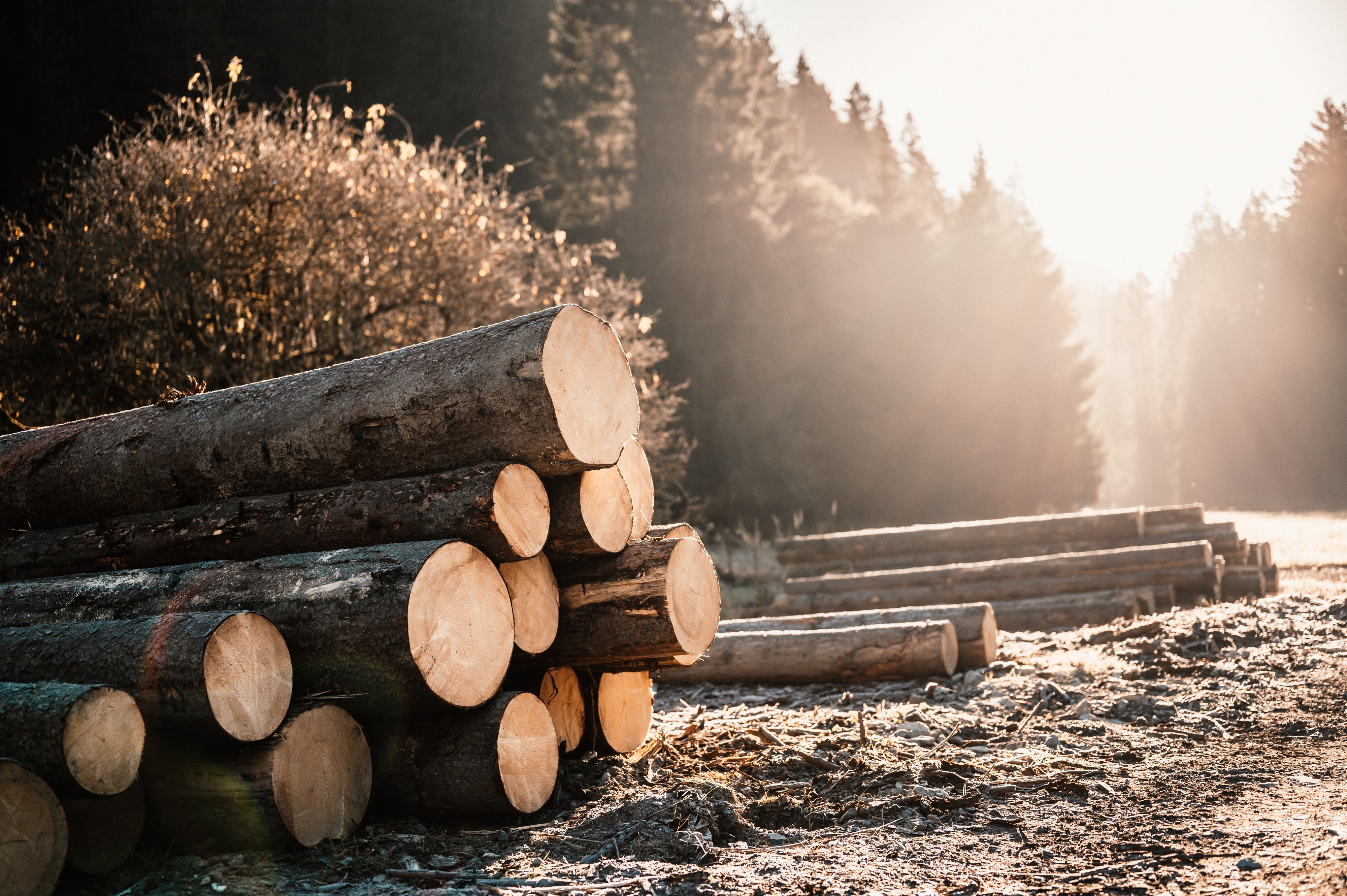 原木知識, 原木板材, 原木傢俱, 原木餐桌