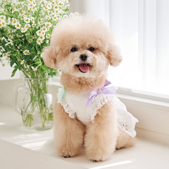 Petit Sherbet 糖果裙裝 -White 白色- It’s sunny outside