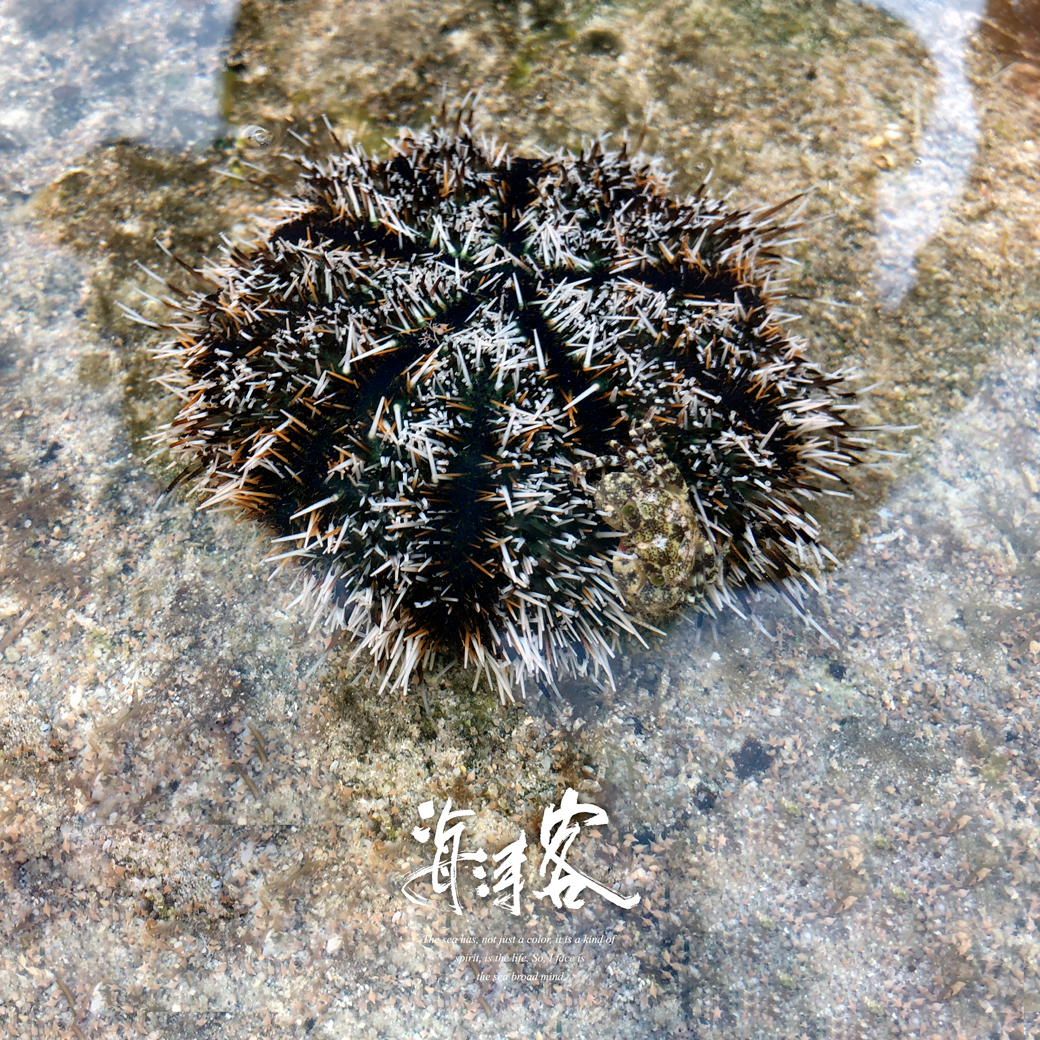 部落格-潮間帶紀錄馬糞海膽