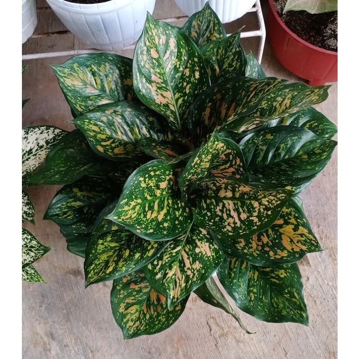 Aglaonema Ruby Chiang Mai