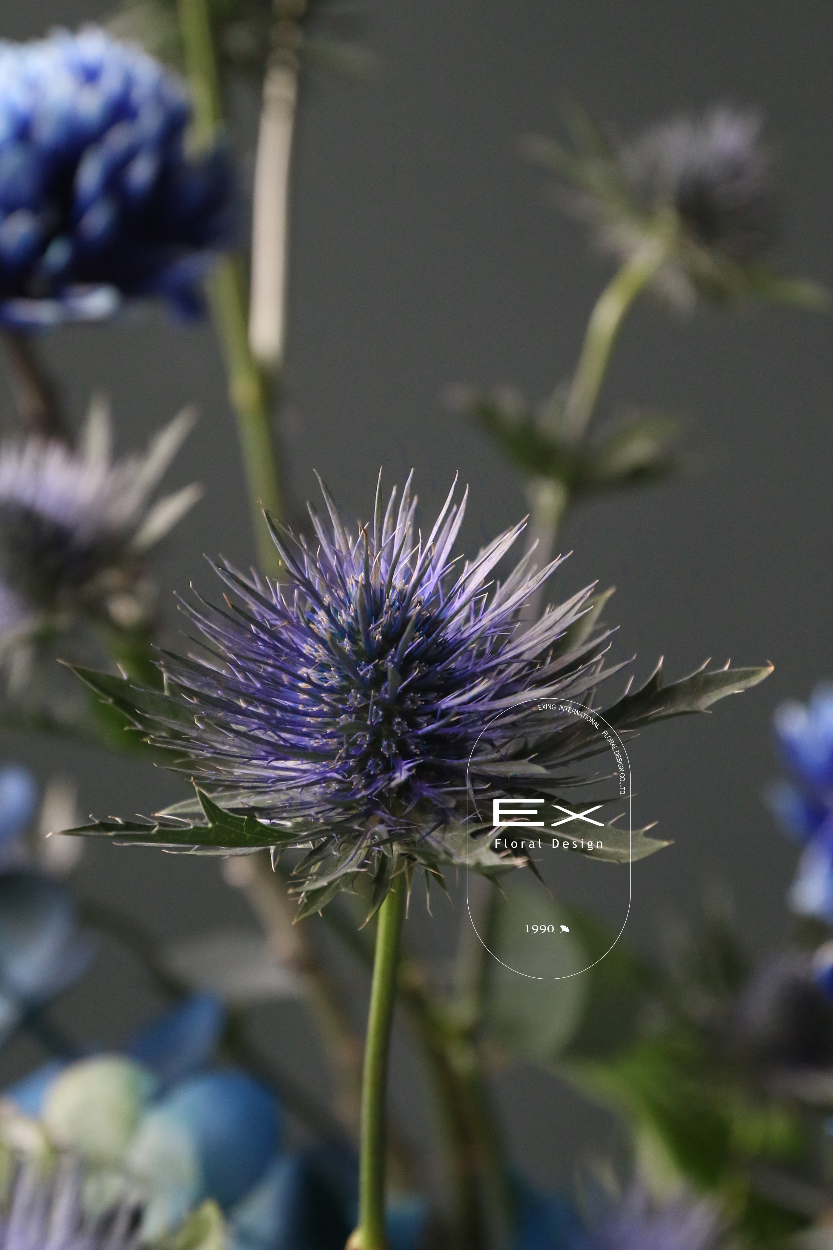 海絲蒂雅 · 深邃的希臘藍