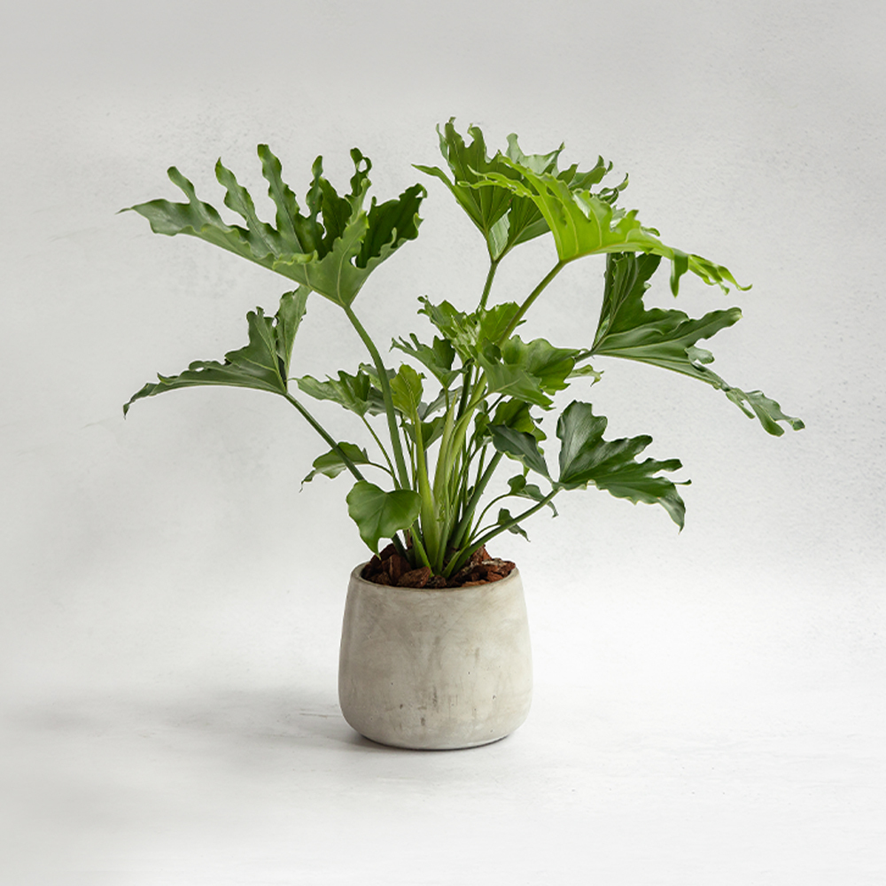 小天使蔓綠絨植栽