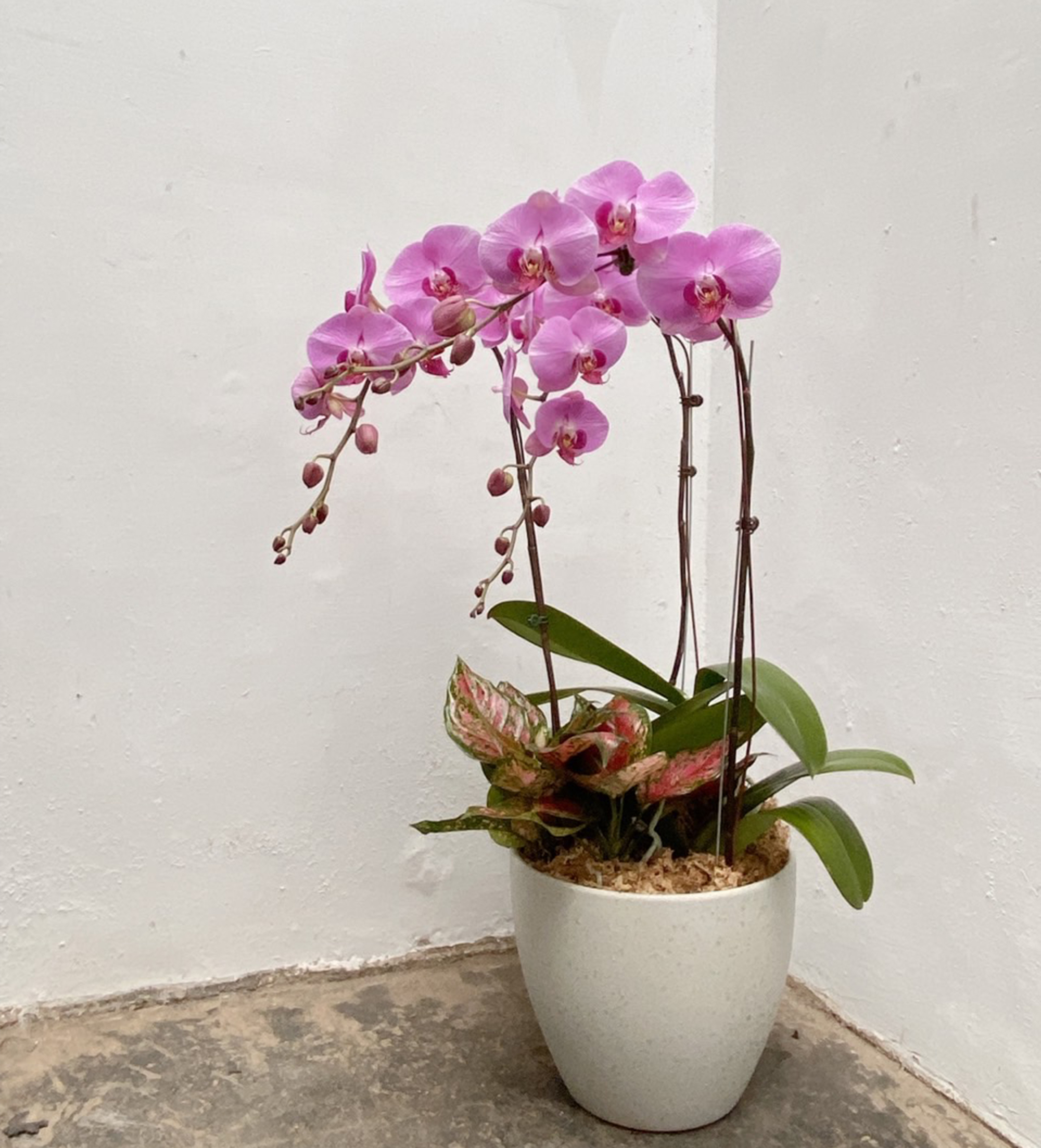蘭花植栽