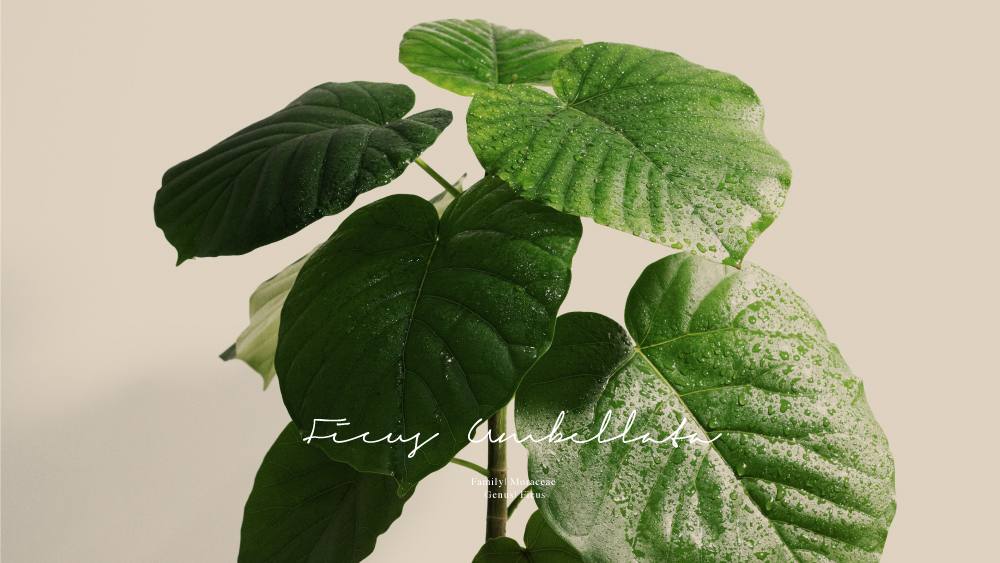 Small Ficus Umbellata 小愛心榕植栽