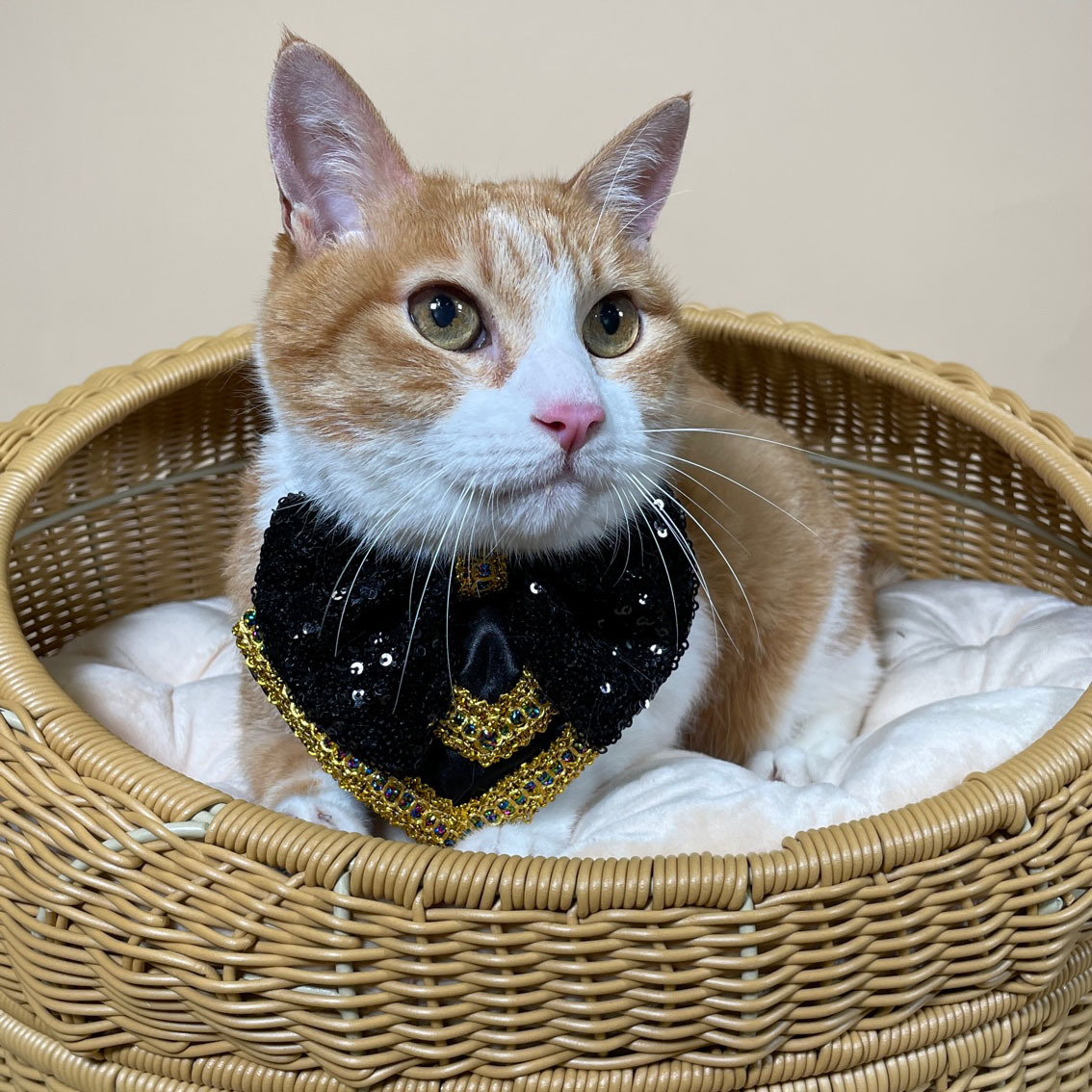 Black Sequin Prince Collar